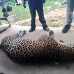 ¿Combinar vacunas? López-Gatell explica por qué no debes mezclar dosis contra Covid-19