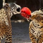 Juez federal vinculó proceso a 2 individuos integrantes de La Unión de Tepito